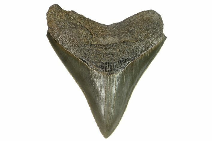 Serrated, Megalodon Tooth - Glossy Enamel #124195